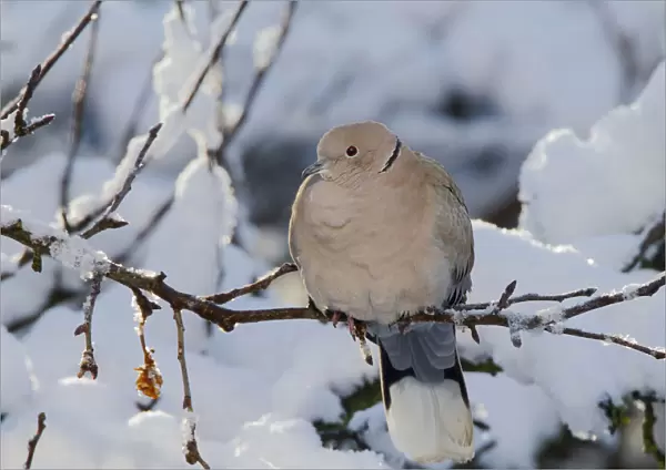 Eurasian Collared Dove in the snow, Streptopelia decaocto