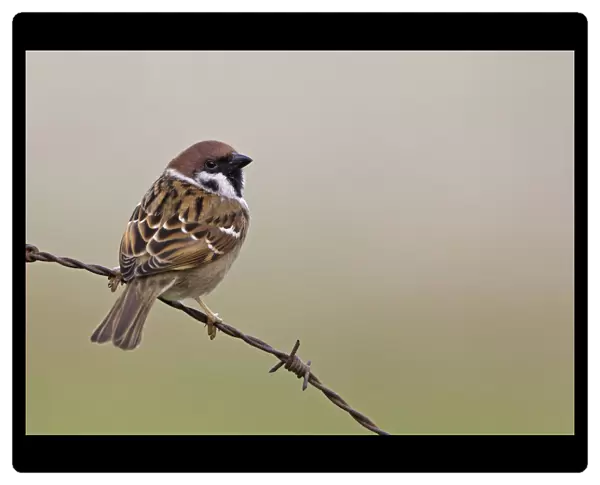 Eurasian Tree Sparrow on barbed wire, Passer montanus, Netherlands