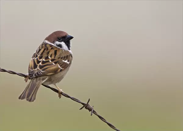 Eurasian Tree Sparrow on barbed wire, Passer montanus, Netherlands