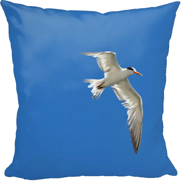 Elegant Tern in flight, Thalasseus elegans