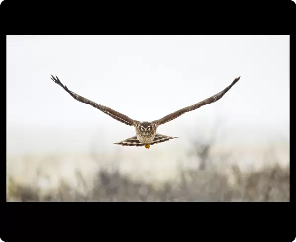 Ringtail, juvenile male Hen Harrier hunting, flying over acres, arable land, Circus cyaneus, Netherlands