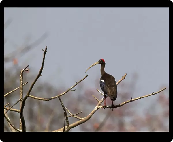 Red-naped Ibis perched, Pseudibis papillosa