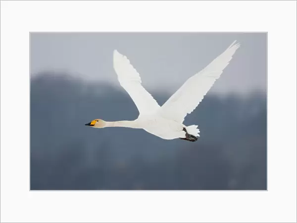 Adult Whooper Swan in flight, Cygnus cygnus