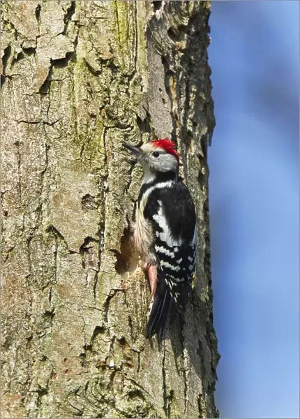 Male Middle Spotted Woodpecker is inspecting a nesting tree in early spring, Dendrocoptes medius, Netherlands