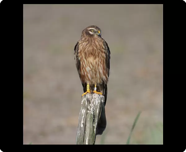Montagus Harrier female perched on pole