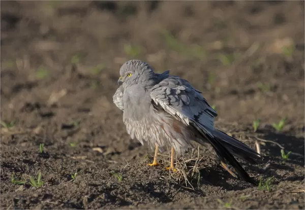 Male Montagus Harrier perched in pasture