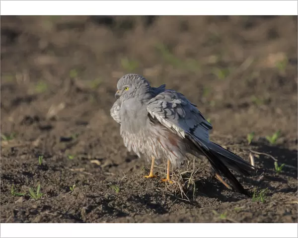Male Montagus Harrier perched in pasture