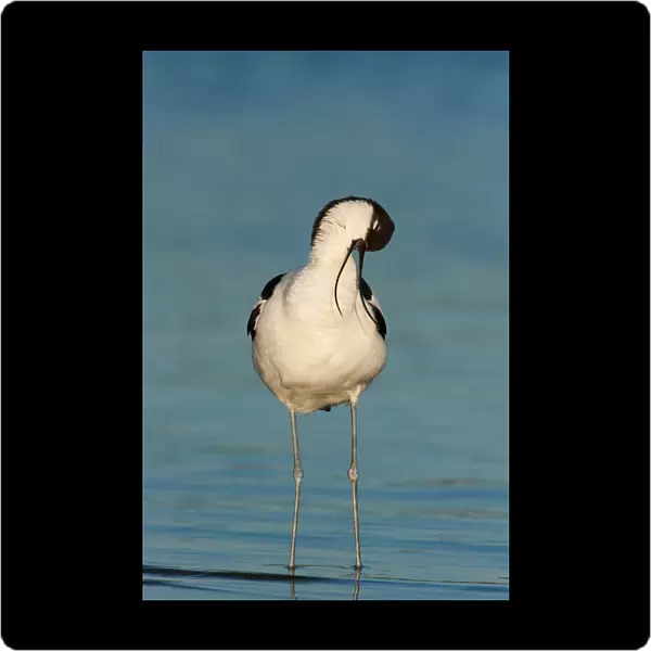 Pied Avocet, Recurvirostra avosetta, The Netherlands