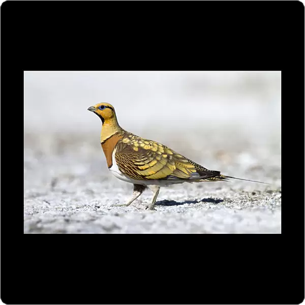 Pin-tailed Sandgrouse, Pterocles alchata, Spain