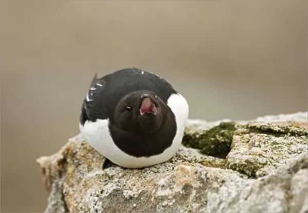Little Auk perched on rock, Alle alle