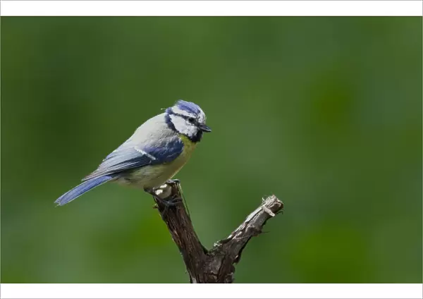 European Blue Tit perched on branch