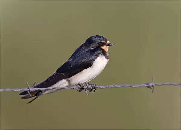 Barn Swallow perched on barbed wire, Hirundo rustica, Netherlands