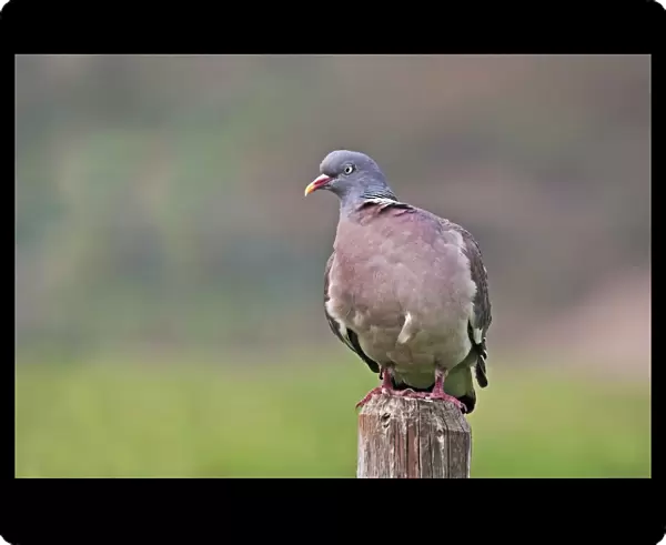 Common Wood Pigeon perched on a pole, Columba palumbus, Netherlands