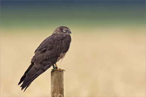 Ringed female Montagu's Harrier perched on a pole, Circus pygargus, Netherlands
