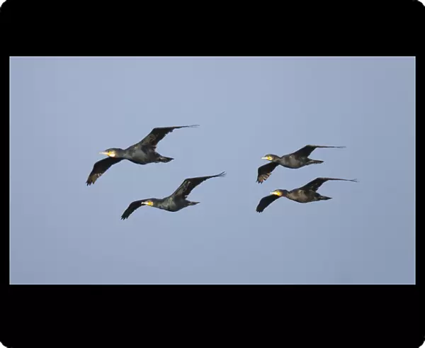Low flying, migrating flock Cormorants, Netherlands