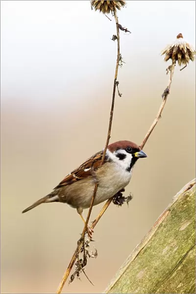 Eurasian Tree Sparrow perched on a branch, Passer montanus