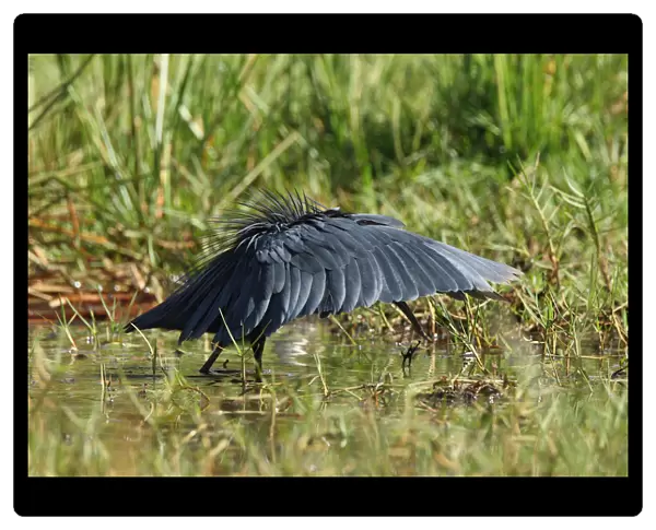 Black Heron, foraging in swamp wings out, Egretta ardesiaca