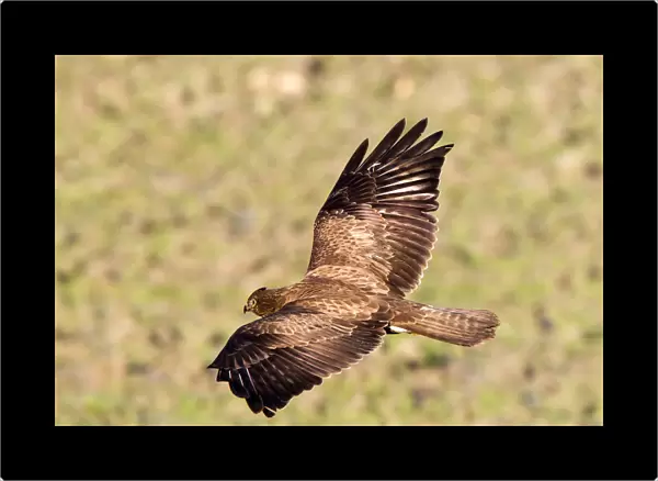Common Buzzard in flight, Buteo buteo