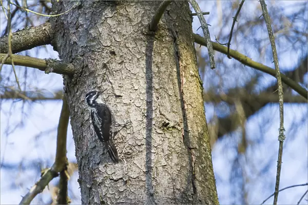 Three-toed Woodpecker ( Picoides tridactylus alpinus) in Austrian Alps, Austria