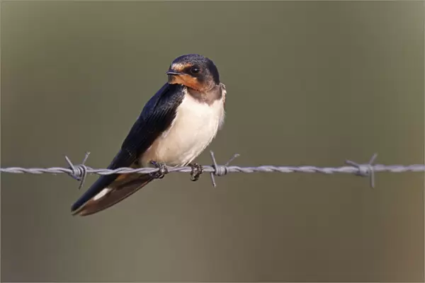 Barn Swallow perched on barbed wire, Hirundo rustica, Netherlands