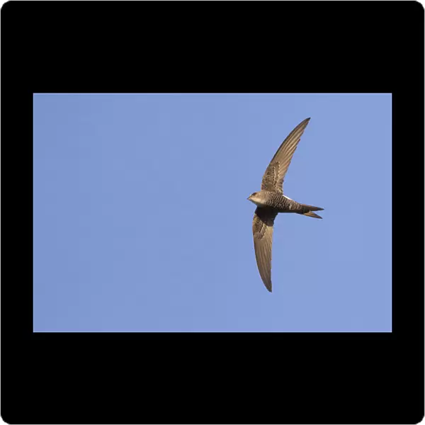 Pacific Swift (Apus pacificus) in flight, Apus pacificus, Russia