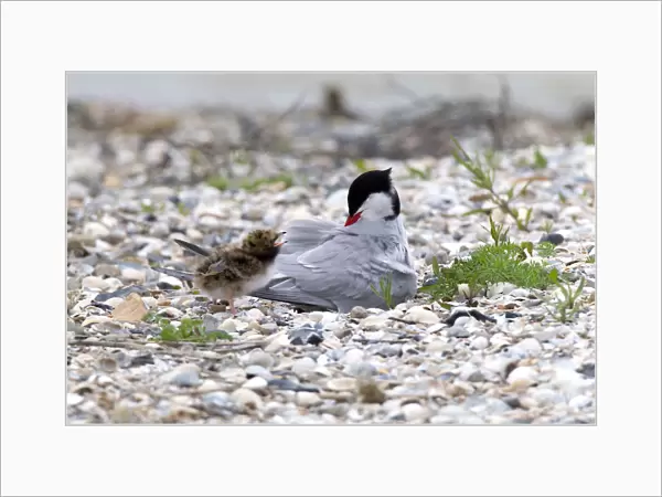 Common Tern with young, Sterna hirundo
