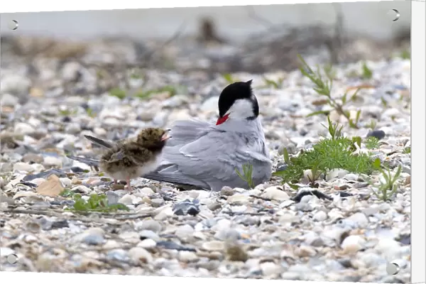 Common Tern with young, Sterna hirundo