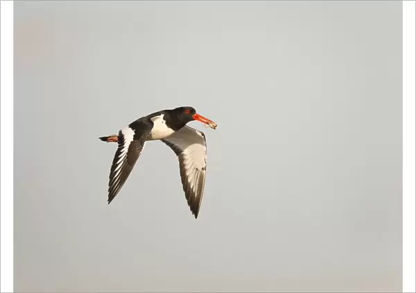 Flying Eurasian Oystercatcher with food - freshwater mussel -, for her young in its bill, Haematopus ostralegus