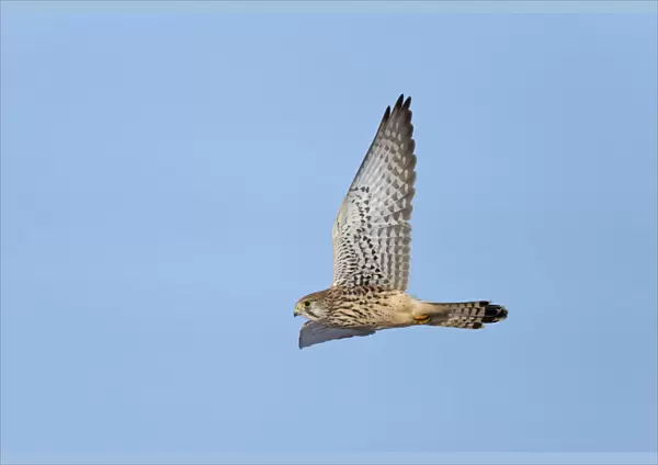 Flying female Common Kestrel, Falco tinnunculus, Netherlands