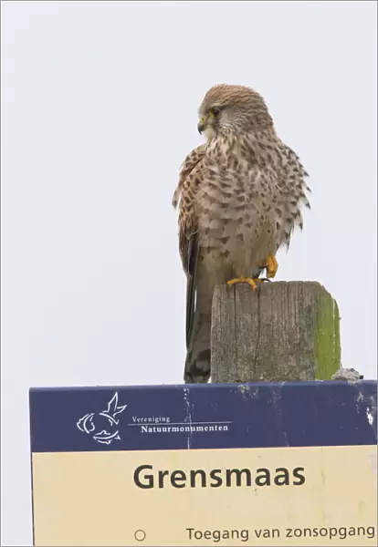 Common Kestrel sitting and resting on pole and panel of nature reserve Elba Grensms alongside the Ms