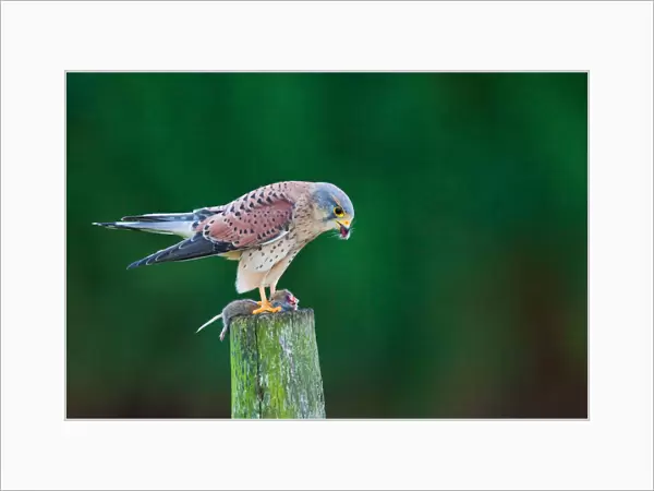 Common Kestrel male perched with prey, Falco tinnunculus