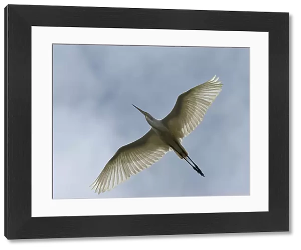 Great Egret in flight, Ardea alba
