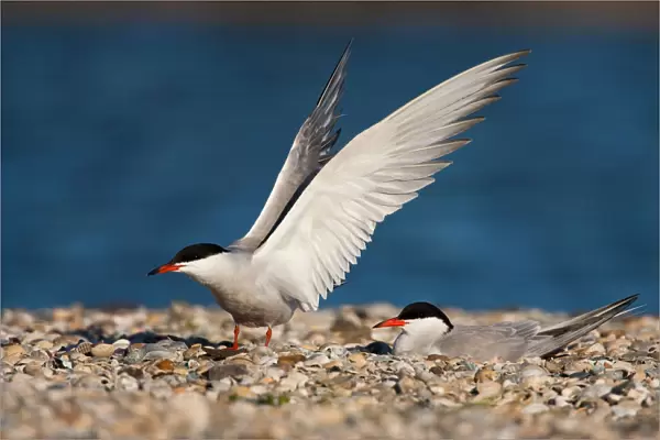 Common Tern, Sterna hirundo, The Netherlands