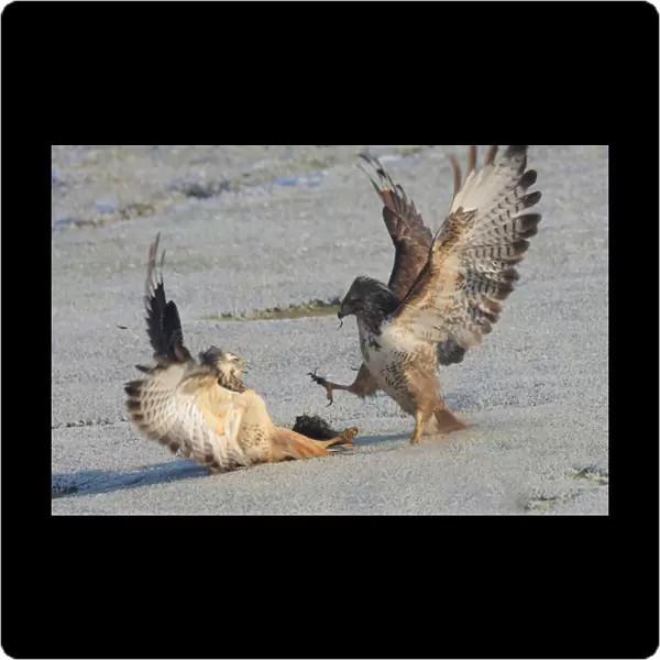Common Buzzard fighting, Buteo buteo