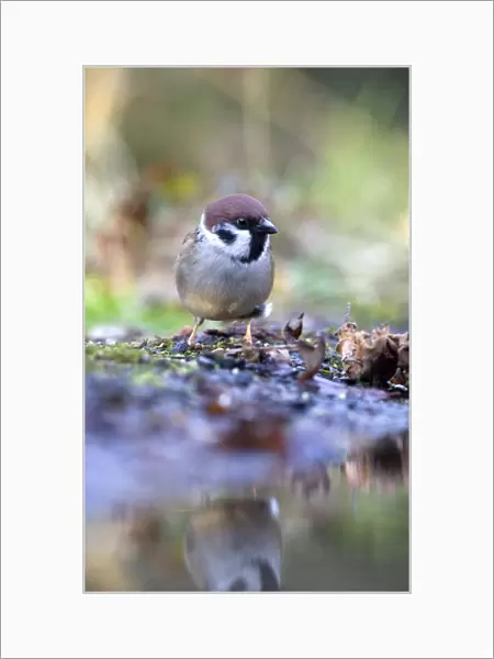 Eurasian Tree Sparrow, Passer montanus
