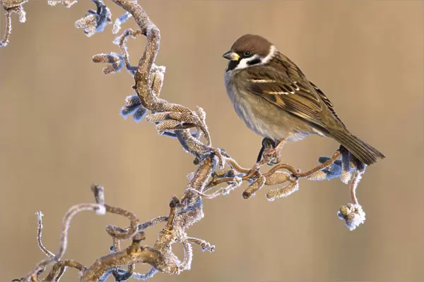 Eurasian Tree Sparrow on curl hazel in winter, Passer montanus, Netherlands
