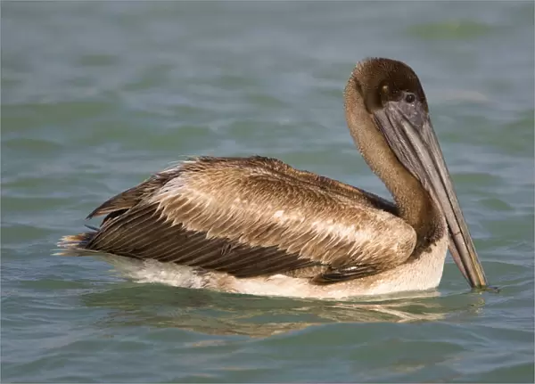Brown Pelican immature swimming Mexico, Pelecanus occidentalis