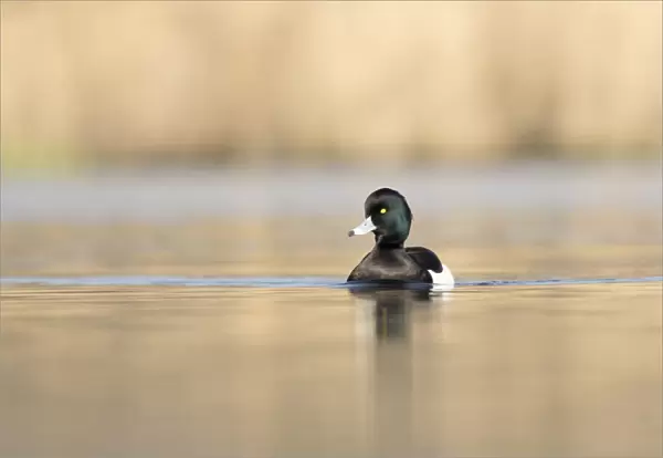 Tufted duck swimming, Netherlands