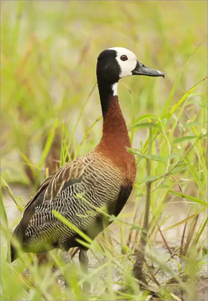 White-faced Whistling-Duck, South Africa