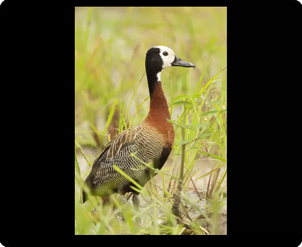 White-faced Whistling-Duck, South Africa