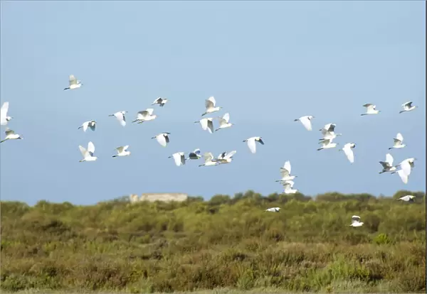 Little egrets and Cattle egrets above breeding colony Spain