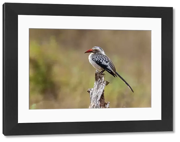 Adult Southern Red-billed Hornbill perched on a branch in Kruger National Park, South Africa June 2014