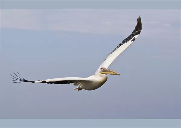 Great White Pelican in flight Namibia, Pelecanus onocrotalus