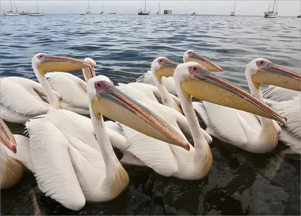 Great White Pelican group swimming Namibia, Pelecanus onocrotalus