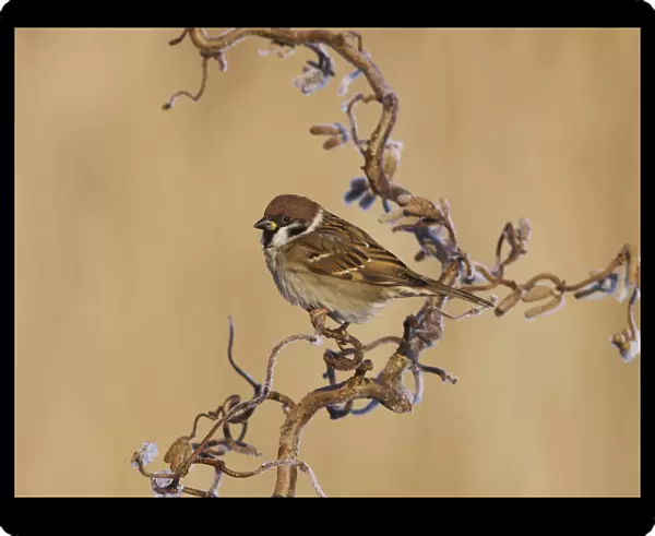 Eurasian Tree Sparrow on curl hazel in winter, Passer montanus, Netherlands