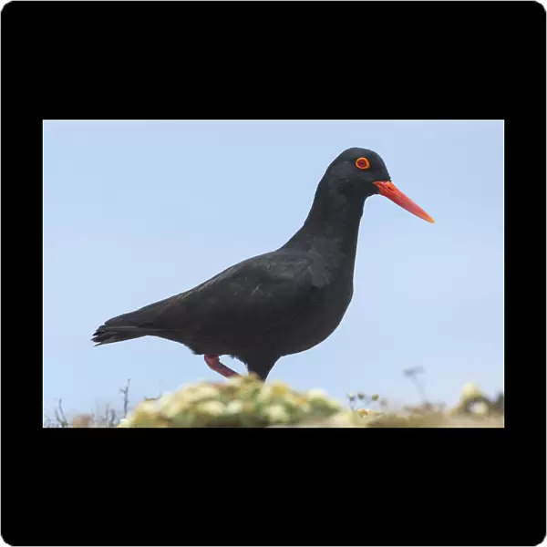 African Black Oystercatcher, Haematopus bachmani, South Africa
