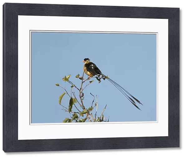 shaft-tailed whydah, South Africa