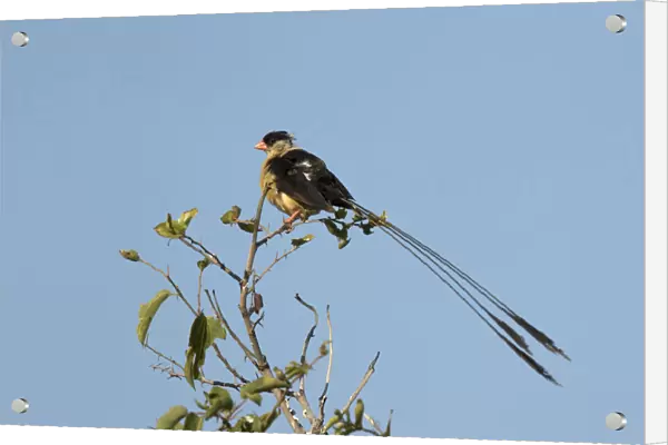 shaft-tailed whydah, South Africa