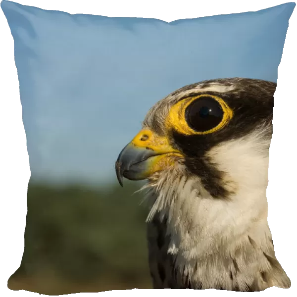 Eurasian Hobby portrait, Falco subbuteo