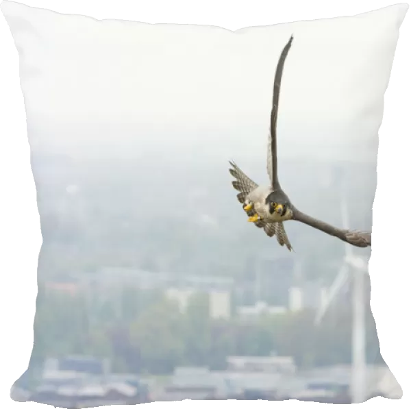 Peregrine Falcon in flight above city, Falco peregrinus, Netherlands